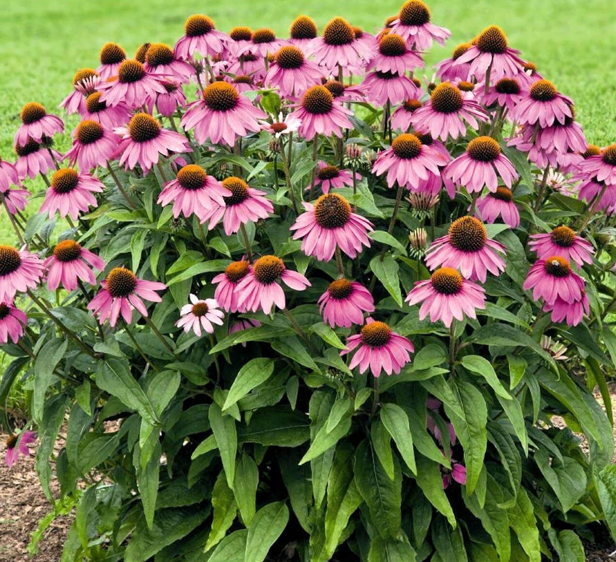 Rudbekia Je Wka Purpurowa Echinacea Nasion Allegro Pl