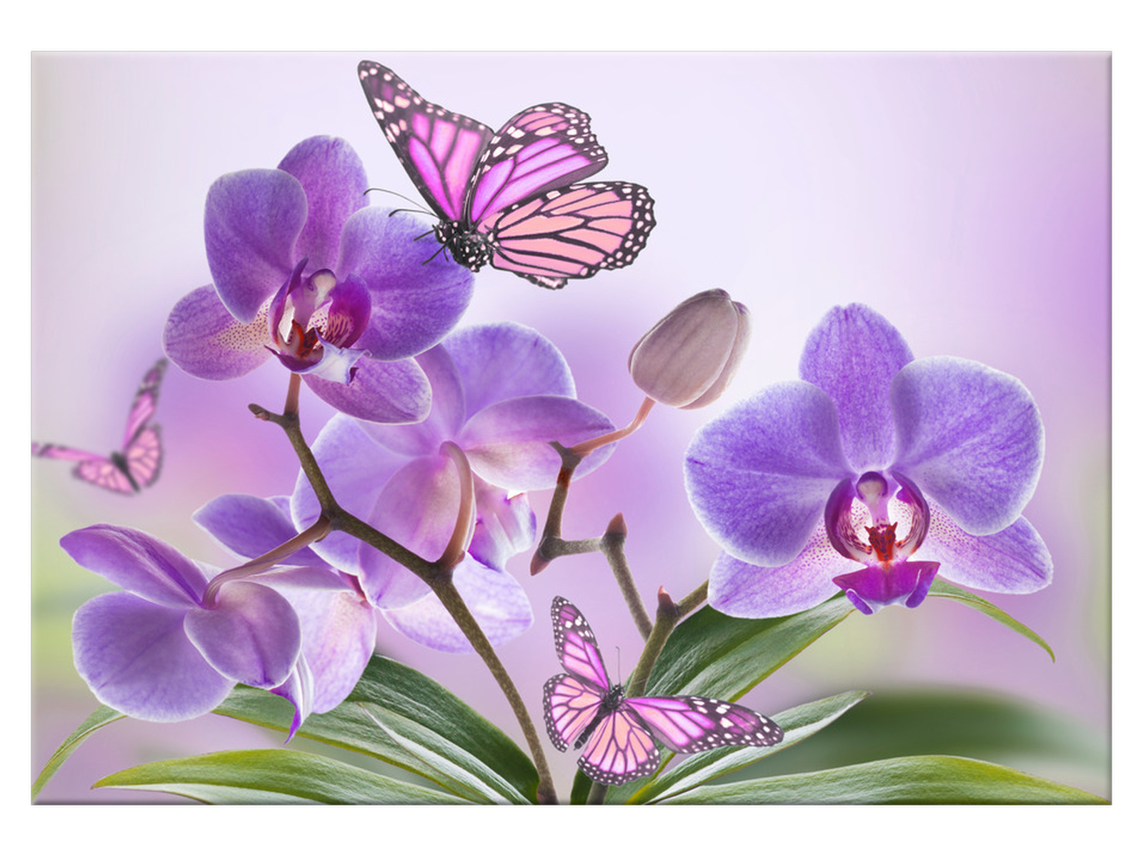

Obraz na ścianę Motyl Delikatna piękność 100x70