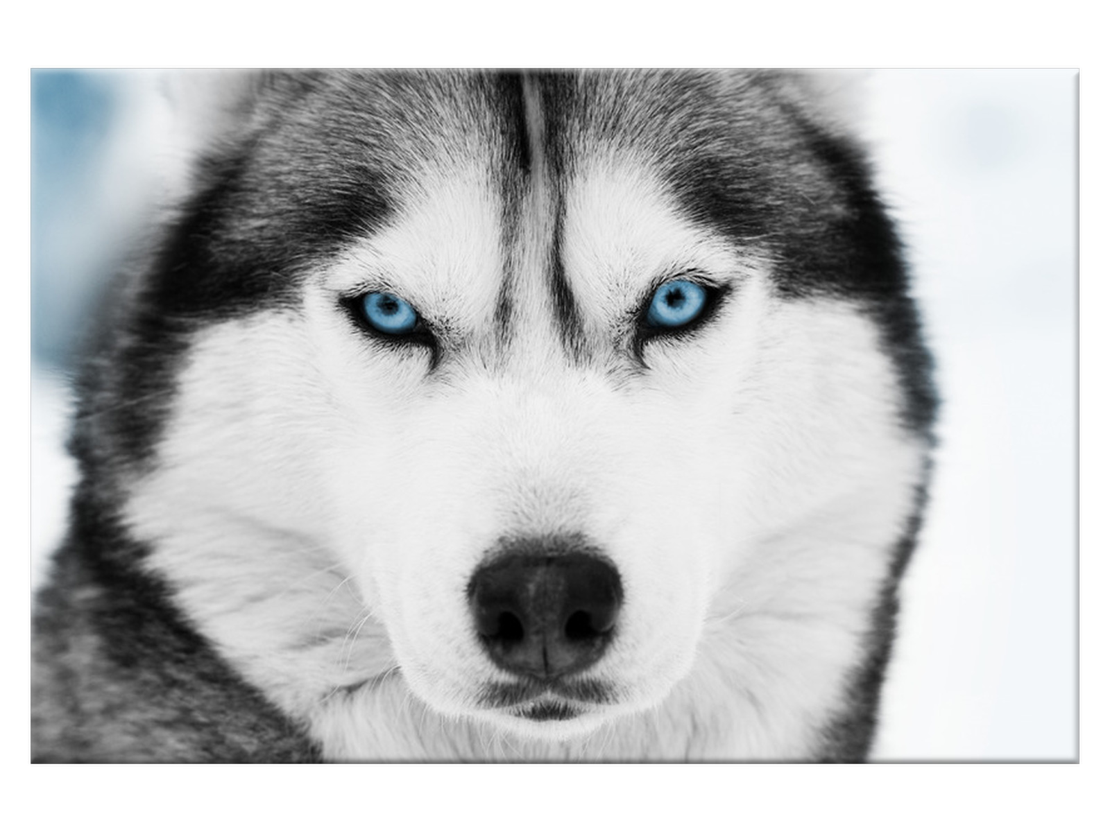 

Obraz na ścianęZwierzęta Husky syberyjski 120x80