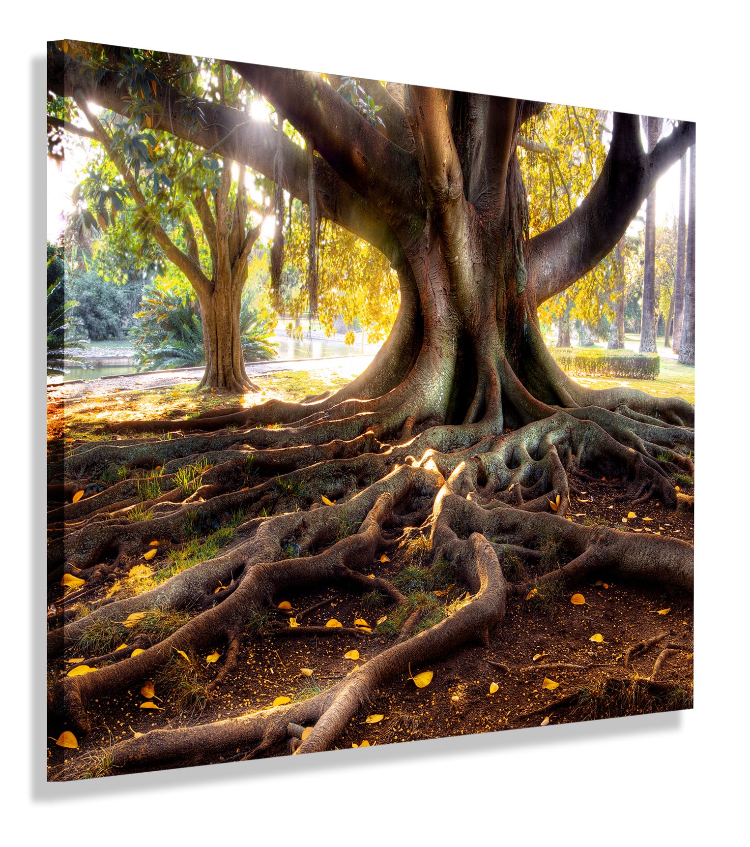 

Obraz Drzewa Drzewo Konar Obrazy Canvas 40x40