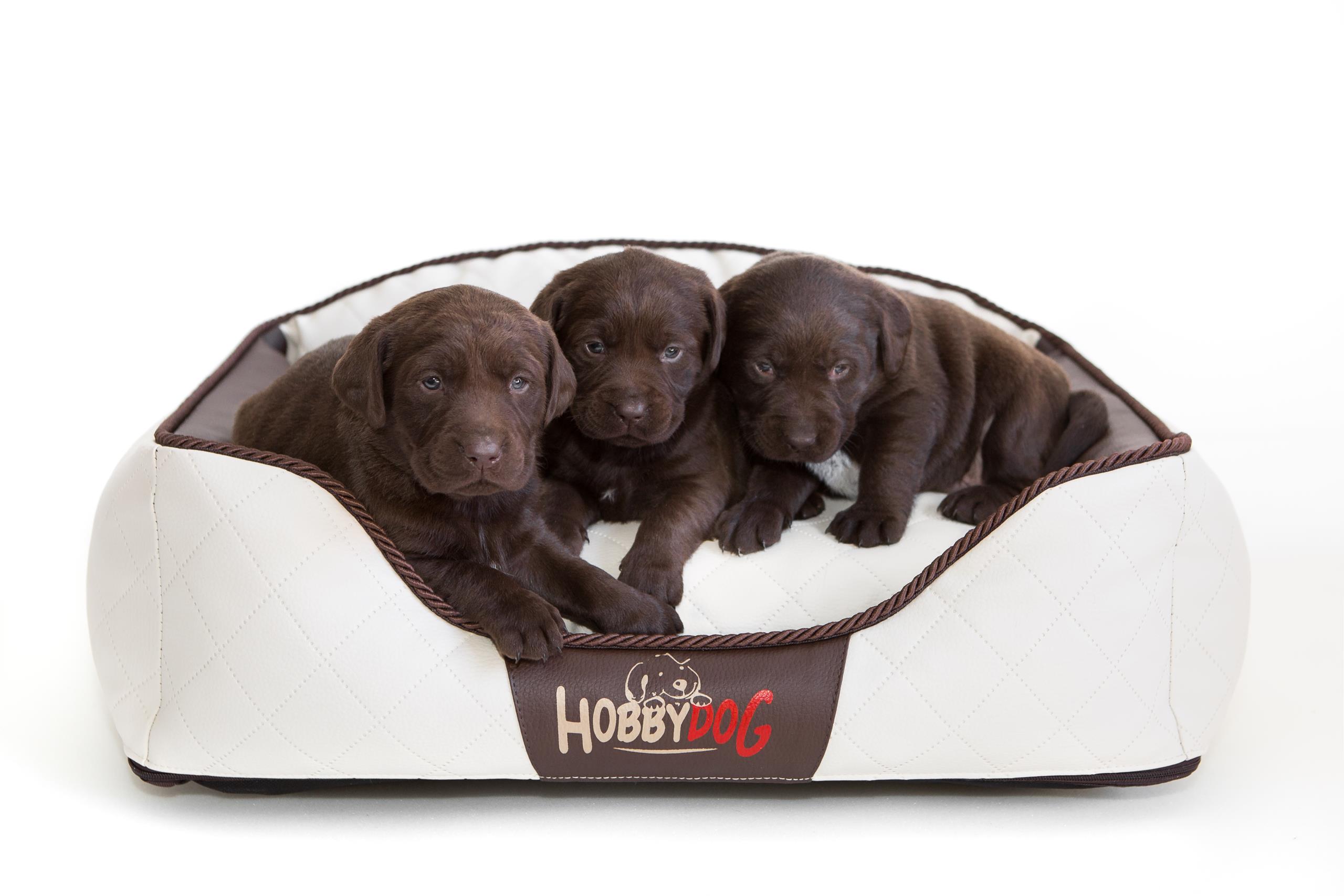 Levně Pelíšek Elite, malá pohovka postel pro psa L 65x50