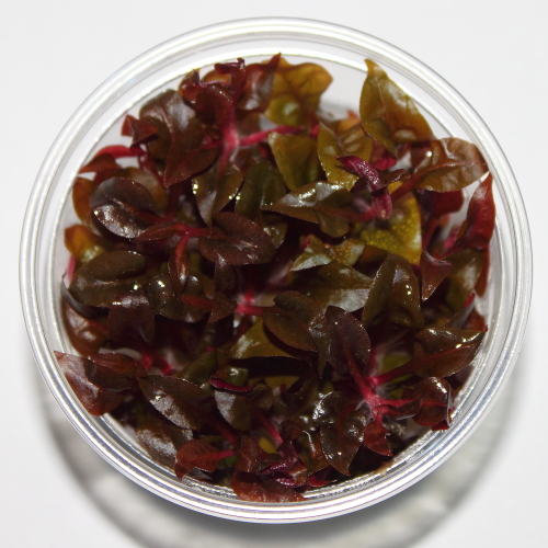 Alternanthera sp. Bronze - In vitro - Saxon4