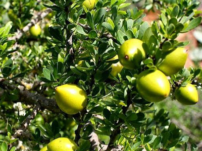 Przeciwzmarszczkowe Serum Anty-Aging z Olejem z Opuncji Bio Agadir 30 ml EAN (GTIN) 5903824599093