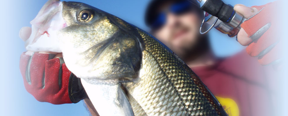 5 X DROP SHAD JASKÓŁKA 7,5 cm SUPER PRZYNĘTA EXO 3 Długość (cm) 7.5 cm