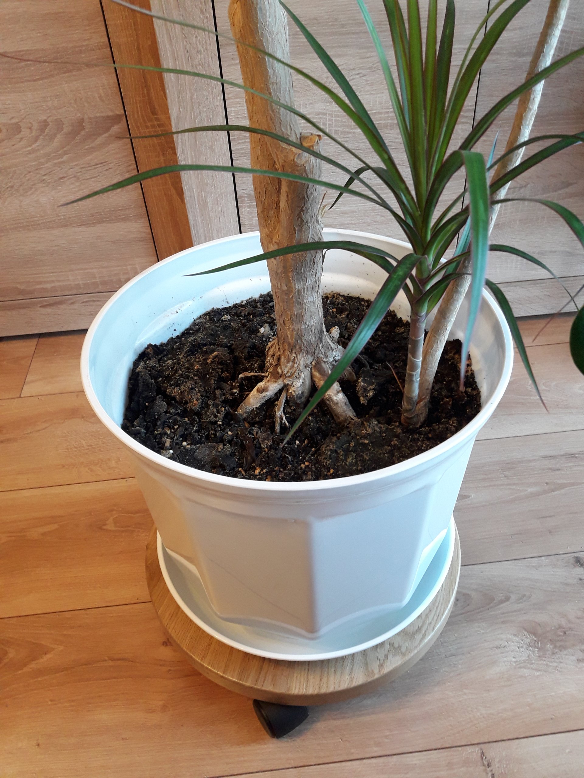 PODSTAWKA NA KÓŁKACH POD CIĘŻKIE DONICZKI Kod producenta 0123456789