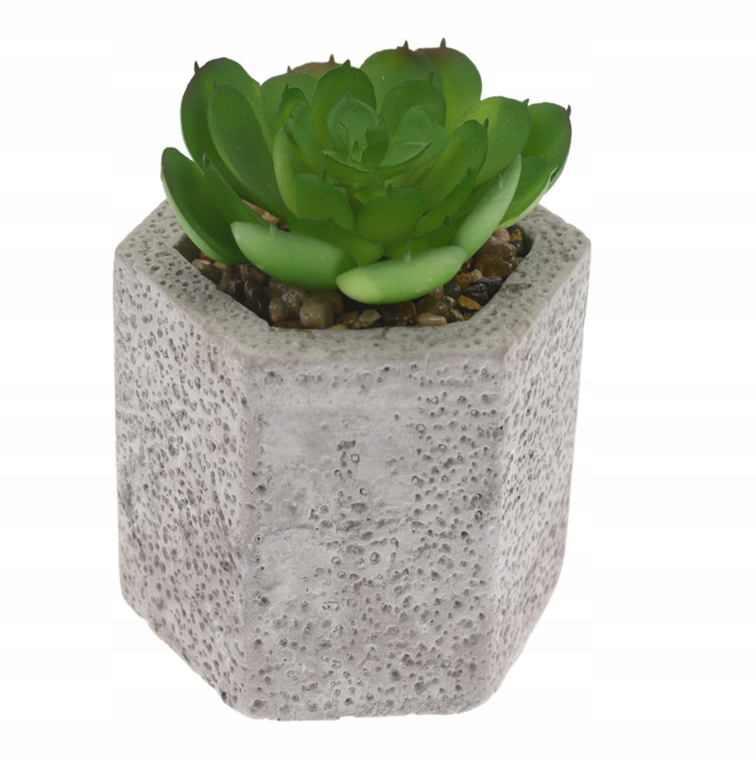 

Sukulenty Kaktus W Betonowej Doniczce 10cm