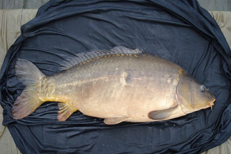 PODPÓRKA SZTYCA TELESKOPOWA PROLOGIC BLACK 59cm Marka Prologic