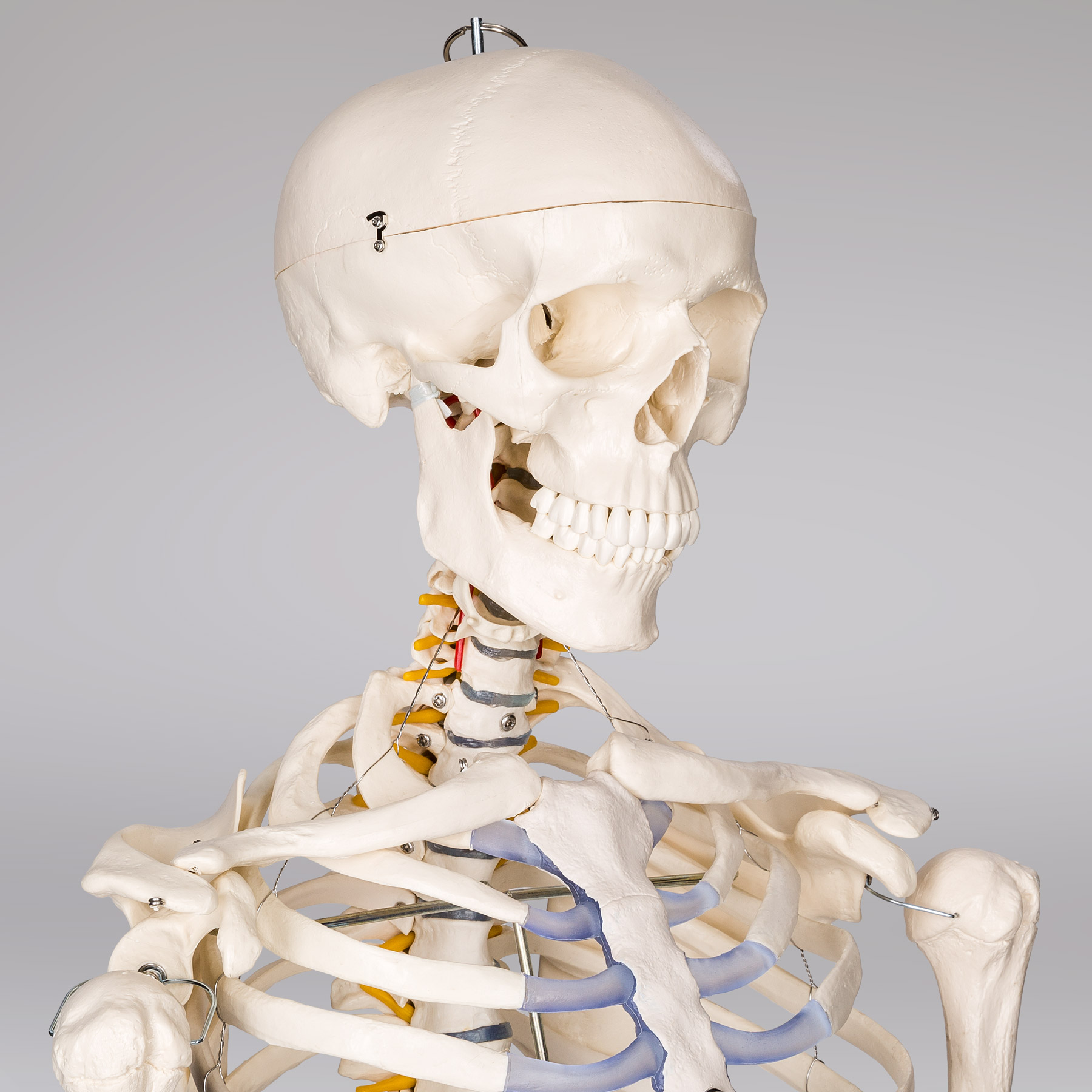 Анатомическая модель скелета человека 400502 EAN 4260182872697