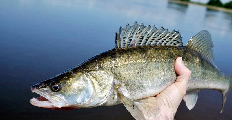 GŁÓWKA JIGOWA MISTRALL SHIRO QUICK 20g nr 5/0 Waga produktu z opakowaniem jednostkowym 0.35 kg