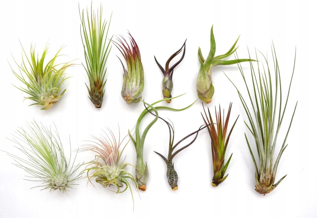 TILLANDSIA, POPLATKY X 11 KS, NA ŠTART ! airplant