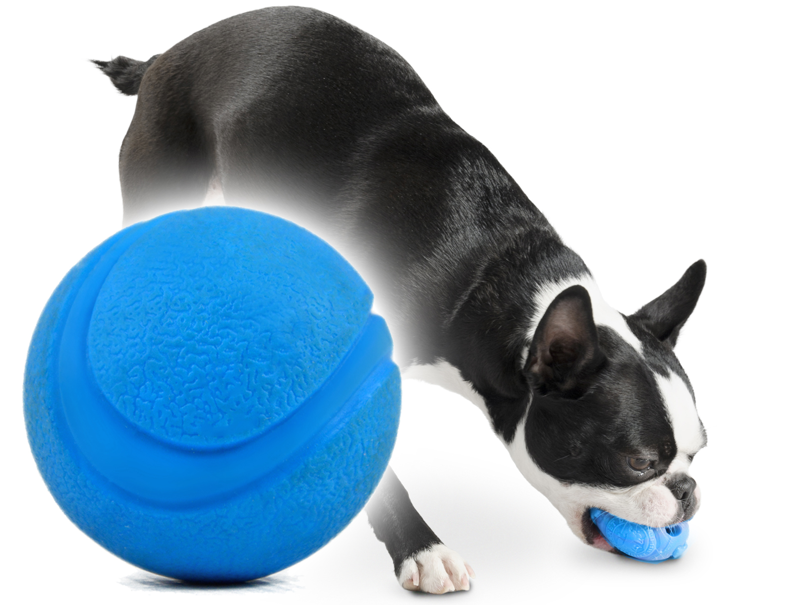 Игрушка Апорт для собак. Мяч апортировочный для собак. Doog игрушка для собак апортировочная "Elwood". Резиновые шарики на ноги собаки. Апорт для собак
