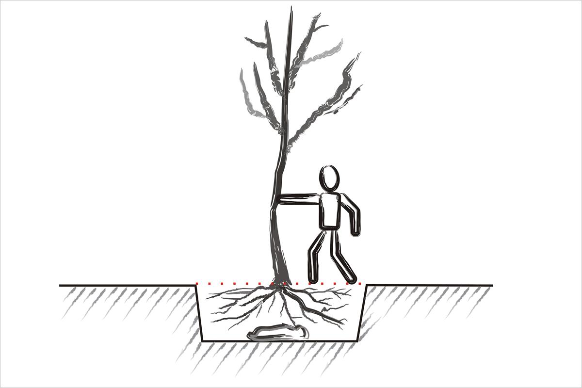 výsadba stromu