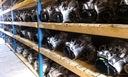 Коробка, кпп, ящик, ящик передач, коробка передач gsd vw golf iv polo audi a2 1.6fsi5, із шроту недорого