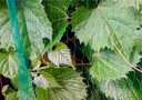 фото mini №4, Protective mesh in front of ptakami bird net 4x20 meters