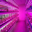 фото mini №3, Set led backlight grow to growth plants 6x40 centimeters. ip20