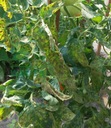 фото mini №8, Signum 10g gray mold contagion potatoes mealy genuine plants decorative