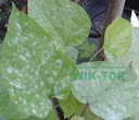 фото mini №5, Signum 10g gray mold contagion potatoes mealy genuine plants decorative