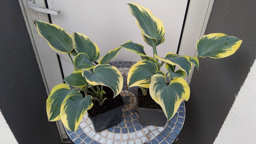 хоста valley s. хоста гибридная волиз гласьер. хоста valley's glacier. хоста valley's pavlova. хоста вэллейз гласиер.