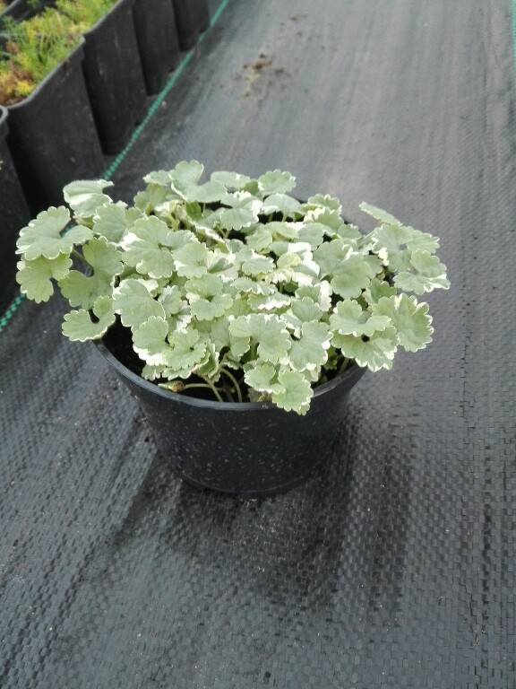 Bluszczyk kurdybanek variegata