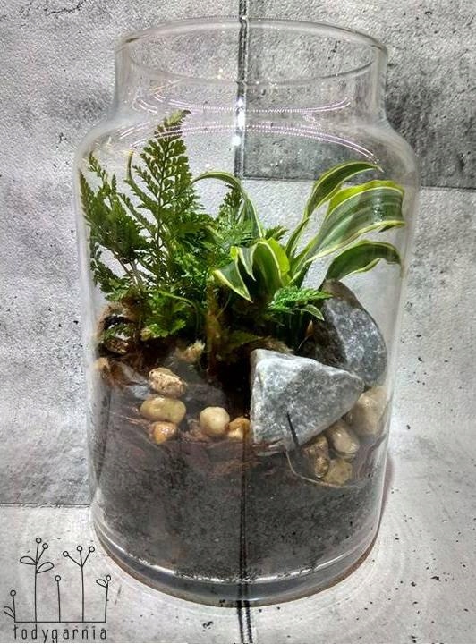 Ogród ,las w szkle, dawalia, dracena