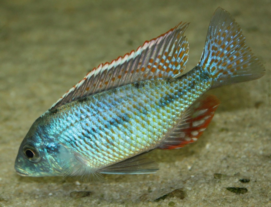 Lethrinops lethrinus, F2, 3-4 cm