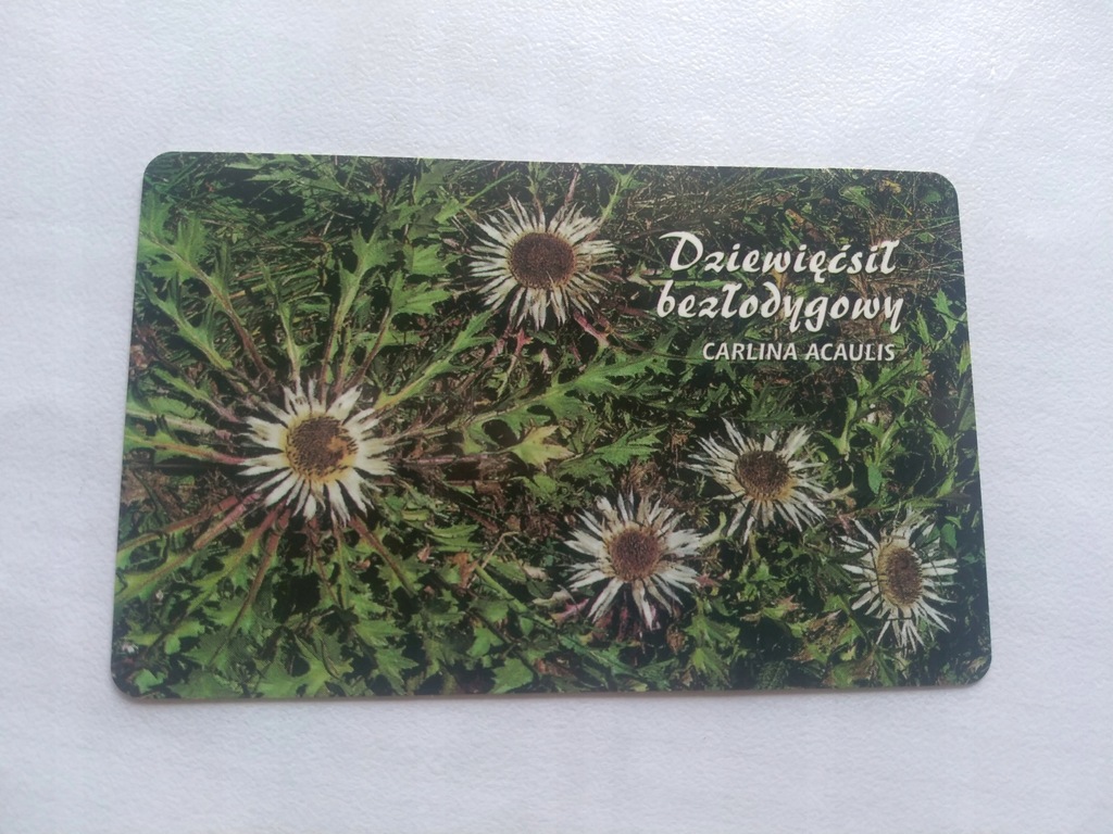 KT 1310 Dziewięćsił bezłodygowy. Doklejony róg