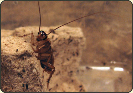100 Karaczan turecki karaczany (1-2,5 cm) karaluch