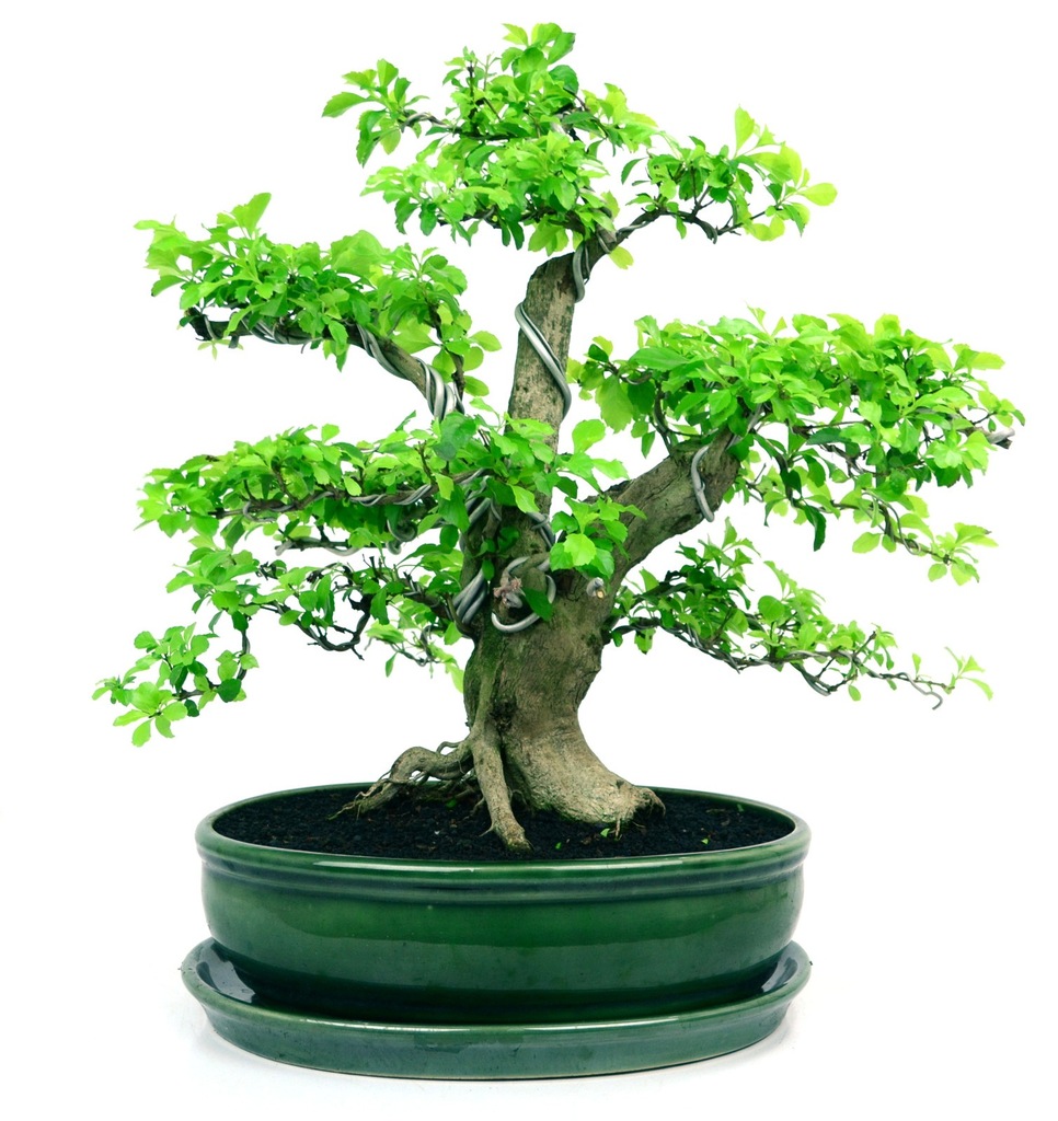 Duranta - bonsai domowy