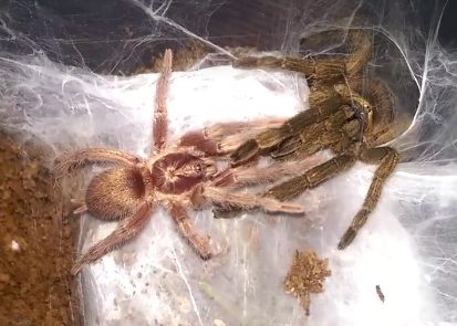N. incei GOLD L3