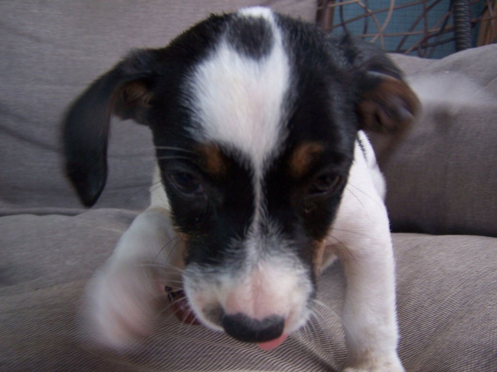 Jack russell terrier śliczne szczeniaczki