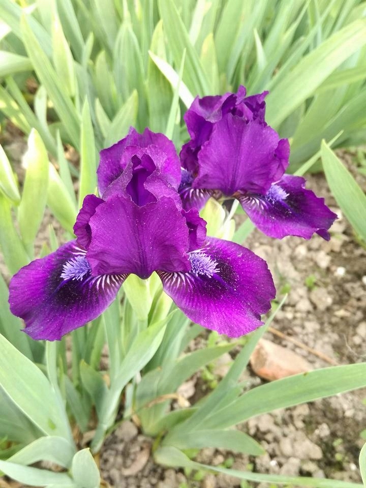Irys 'Duma Jaźwinu' Iris kosaciec SDB
