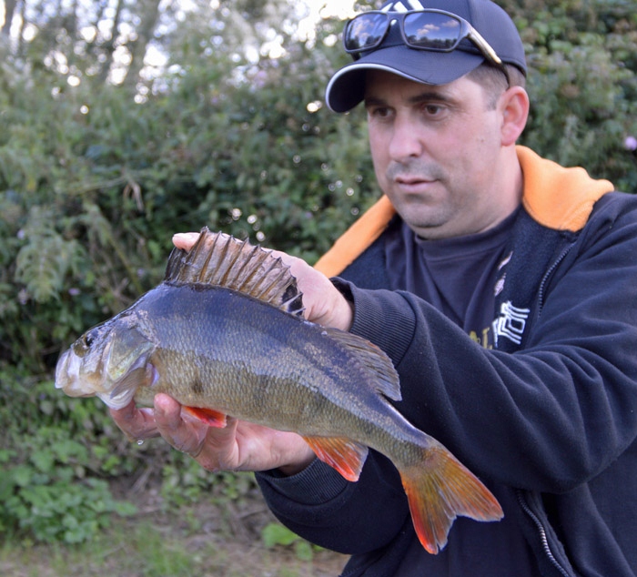 Uzan Marc Lot De 8 Leurres Souples Abu Garcia Svartzonker McPerch Shad 7,5 Cm 3,7 G - Pour La Pêche à La Perche Leurre Souple Brochet