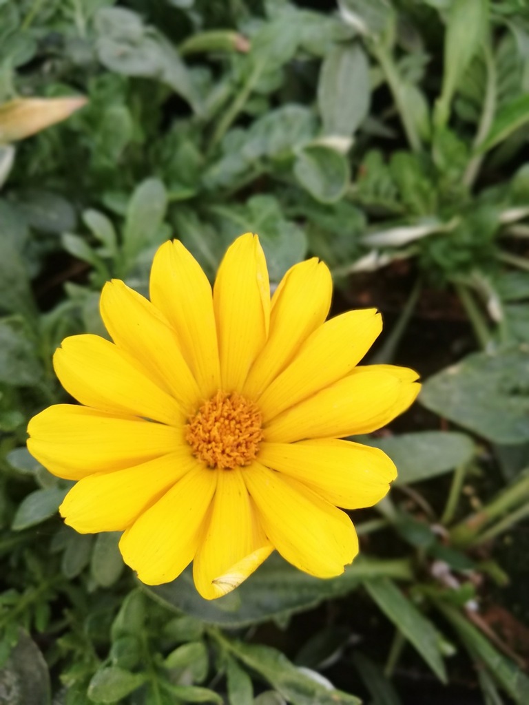 Gazania-Kwiaty otwierające się do słońca, DUŻA-p9