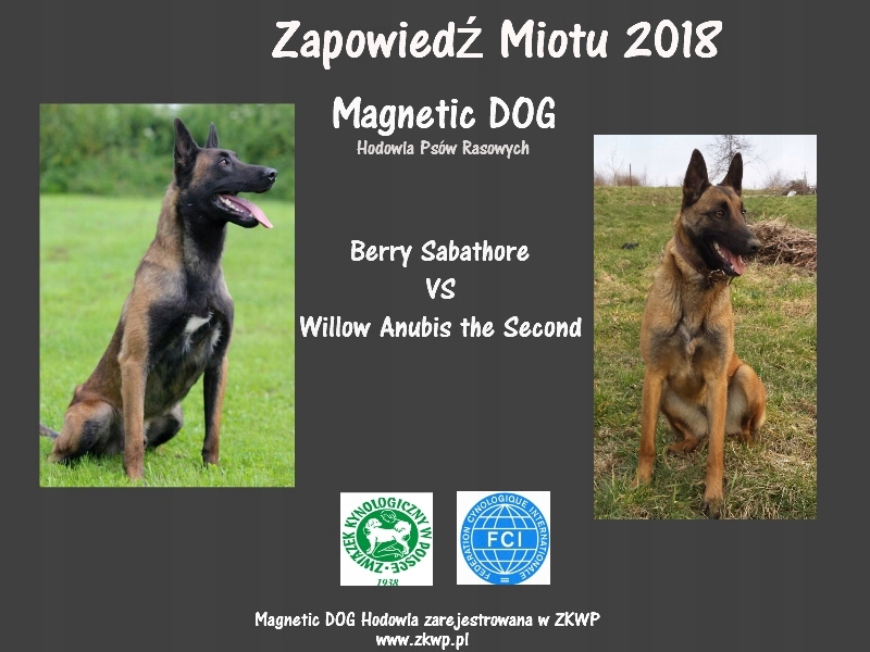 Szczenieta Owczarek Belgijski Malinois 7582002545 Oficjalne Archiwum Allegro