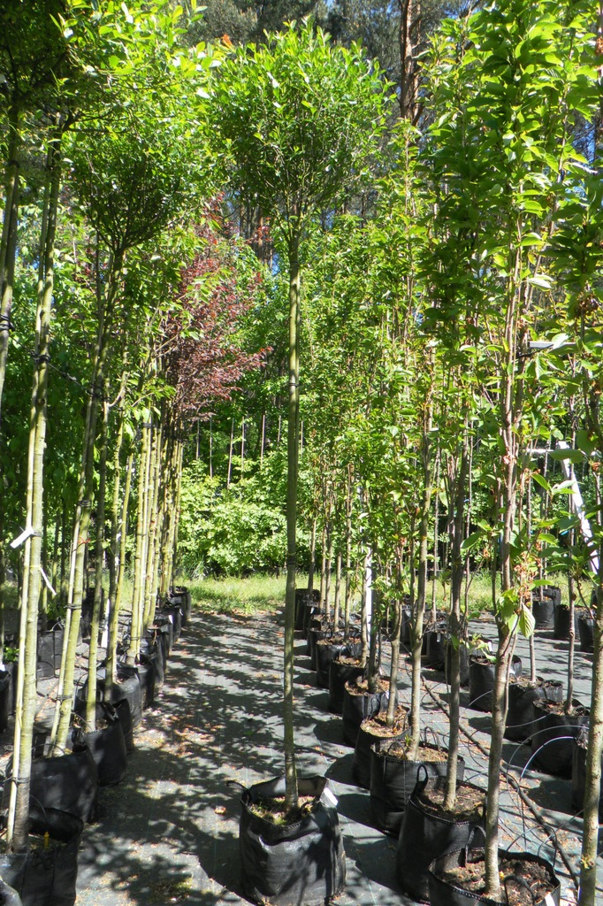 WIŚNIA OSOBLIWA 'UMBRACULIFERA' (PRUNUS EMINENS)