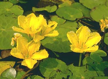 W4 Grzybieńczyk wodny (Nymphoides peltata) p9