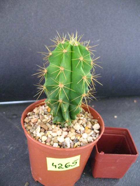 Kaktusy Heliabravoa chende nr4266 don7cm