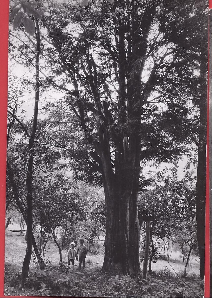 HARBUTOWICE 1967 Chodnikówka cisy Raciborskiego