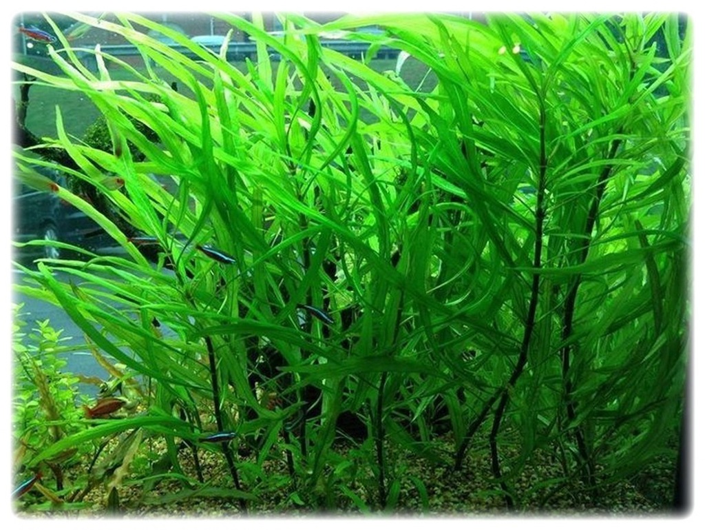 Hygrophila Corymbosa Angustifolia kubek 5cm
