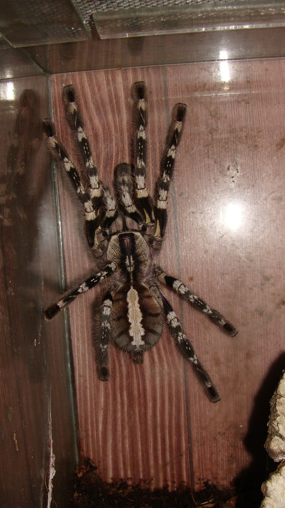Poecilotheria regalis samica 6,5cm. DC