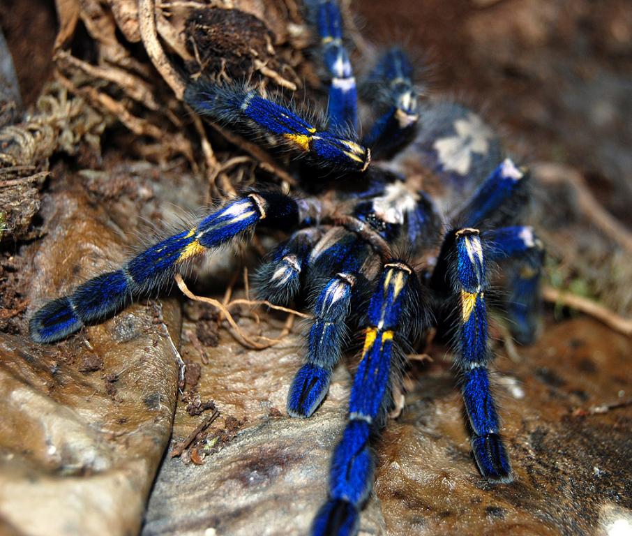 Poecilotheria metallica L3