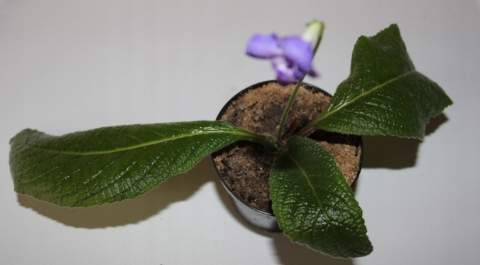 Skrętnik streptocarpus Podciep 7395 sadz. chimera