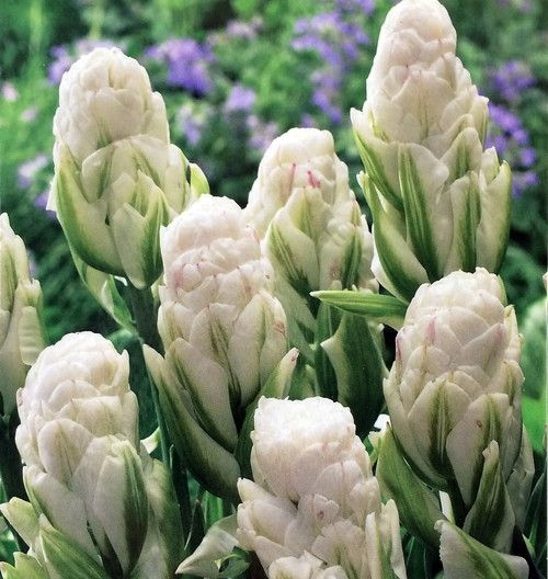 acm TULIPAN JAK SZYSZKA BROOKLYN ORYGINALNY 5 CEB