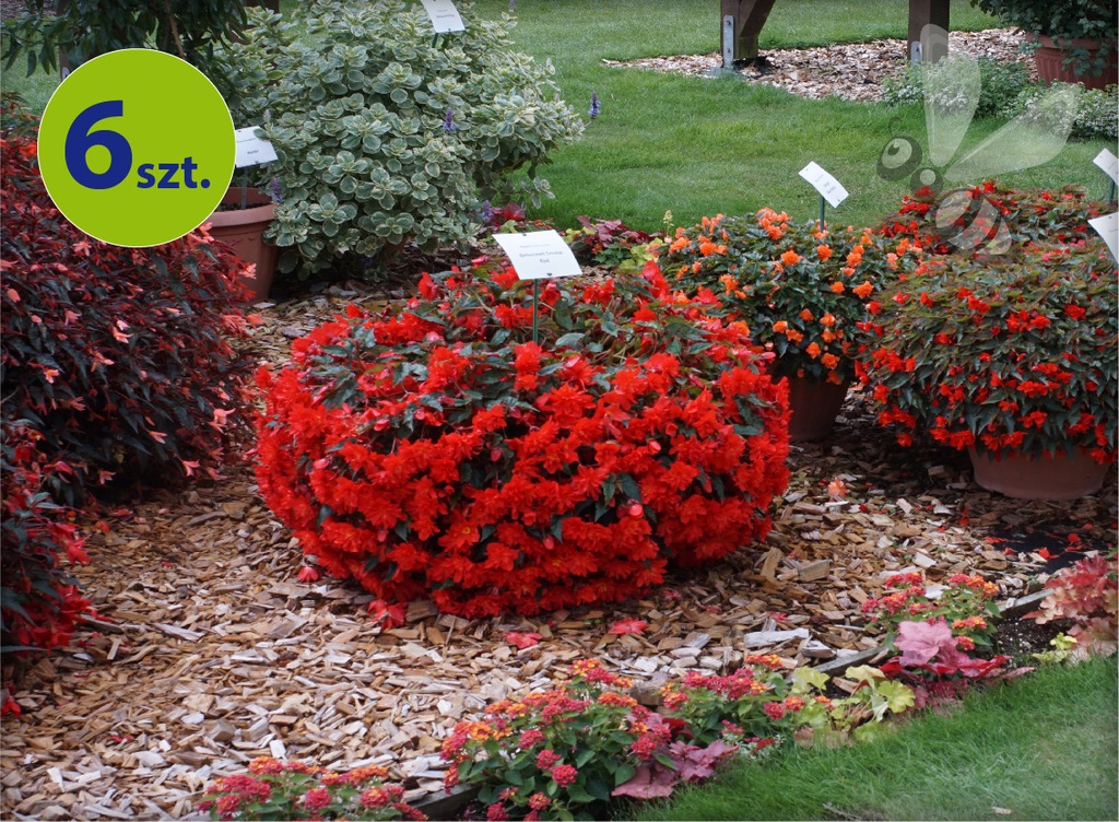 Begonia Bellavista czerwona  6 sztuk