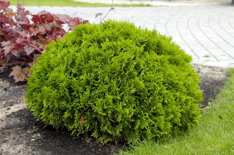 THUJA TUJA DANICA MINIATUROWA KULKA KRZEWY24