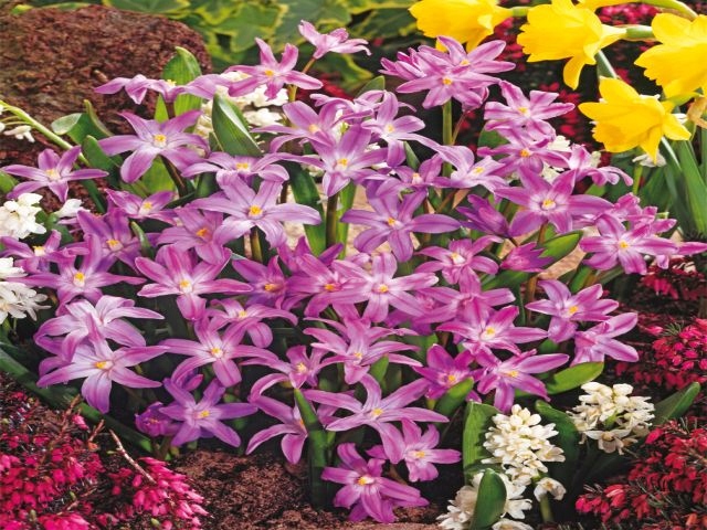CHIONODOXA - ŚNIEŻNIK LŚNIĄCY ROSE QUEEN 10 szt *B