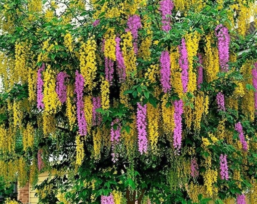 Laburnocytisus Adama dwukolorowy złotokap 50cm C2