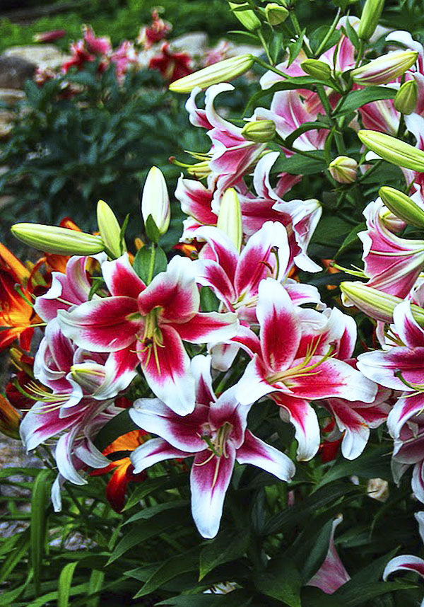 Lilia drzewiasta Candy Club nowość roz23+(30) 7231985678 oficjalne