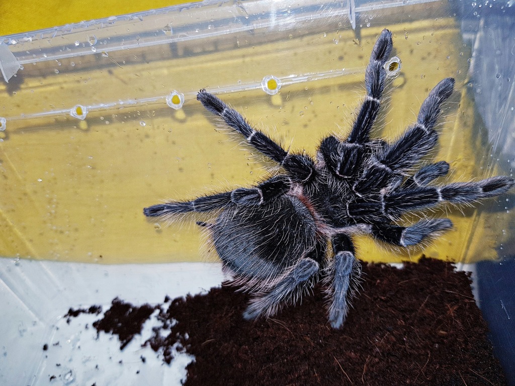 Ptasznik - Lasiodora Parahybana L10