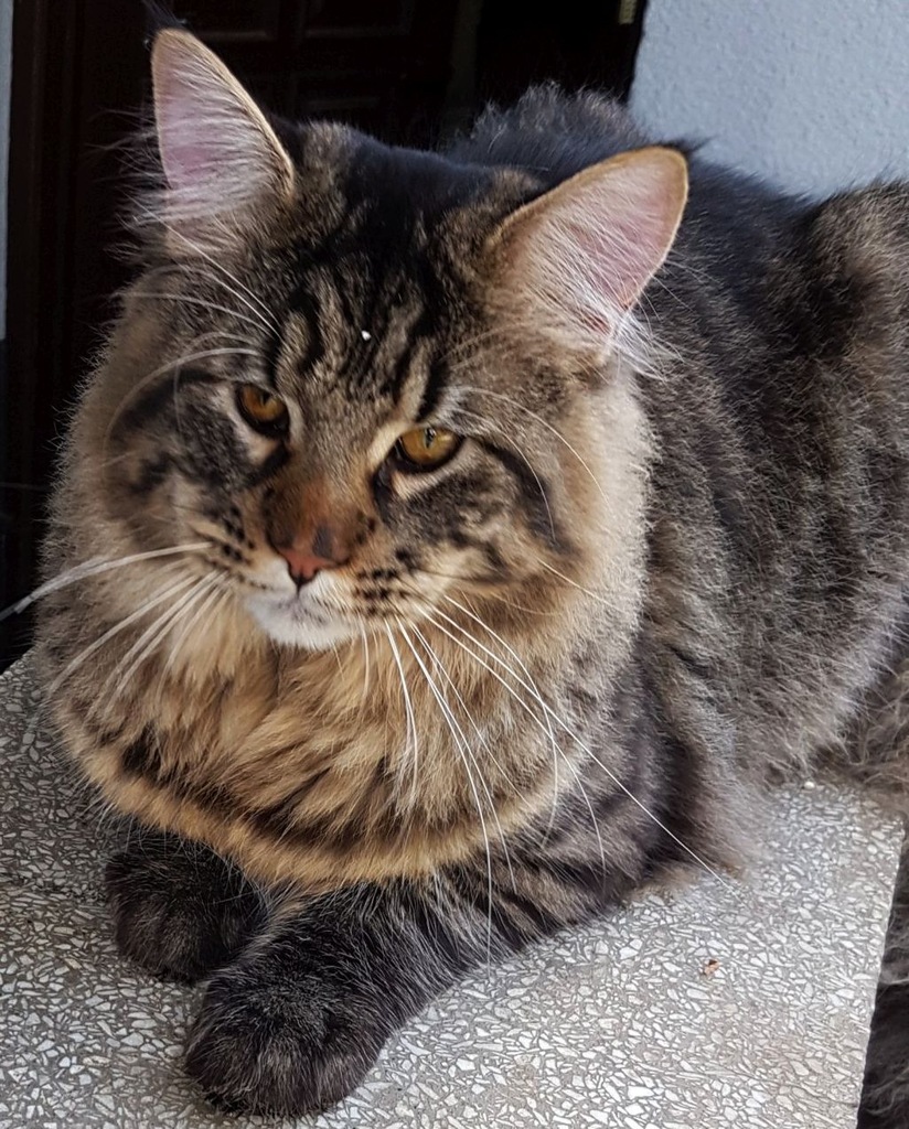 Kot Rasy Maine Coon Majkun Z Rodowodem 7251013637 Oficjalne Archiwum Allegro